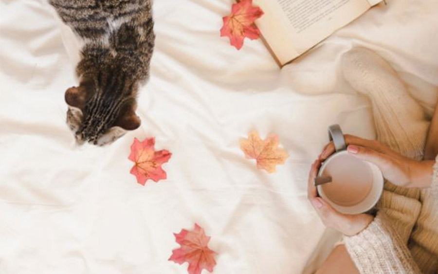 Hygiène matelas avec animal de compagnie